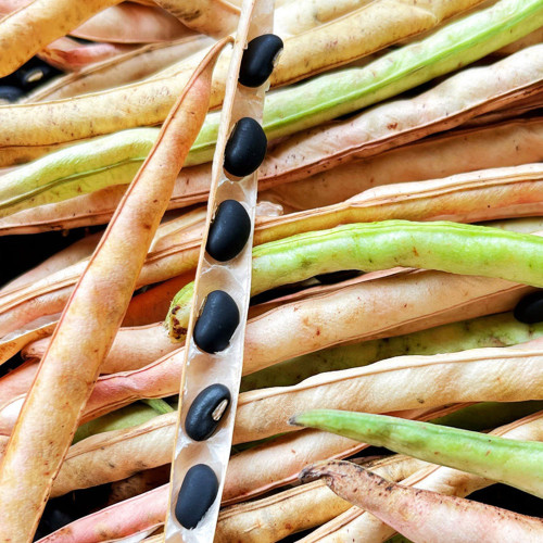 Black Cowpea Seeds - Nutrient-Rich, Easy-to-Grow Heirloom Variety for Sustainable Gardening