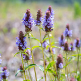 Large-Flowered Selfheal Seeds - Mixed Varieties, Easy to Grow, Long Blooming, Ideal for Flower Beds and Container Planting