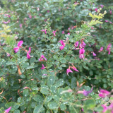 Bush Clover Seeds - Drought-Tolerant, Easy-to-Grow, Fast-Growing Landscape Shrub with Purple-Red Flowers