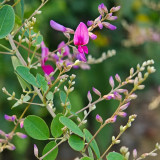 Bush Clover Seeds - Drought-Tolerant, Easy-to-Grow, Fast-Growing Landscape Shrub with Purple-Red Flowers