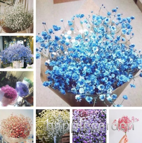 Mixed Color Natural Gypsophila Flower Seeds Baby's Breath Plant (Color: Mix)