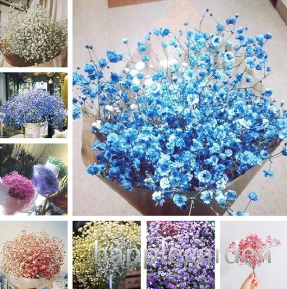 Mixed Color Natural Gypsophila Flower Seeds Baby's Breath Plant (Color: Mix)