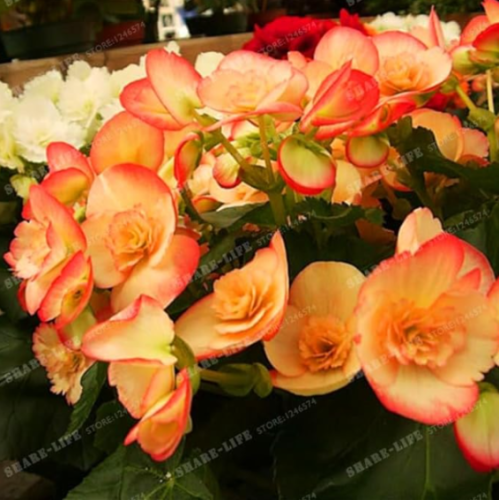 Beautiful Begonia Flower Seeds Garden Courtyard Balcony Begonia (Color: 8)