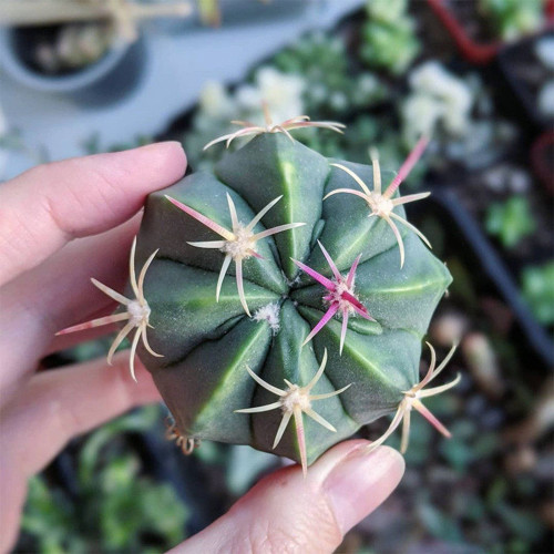 Ferocactus Macrodiscus Cactus for Sale | Rare Cactus, Compact Barrel Succulent, Low-Water Indoor & Outdoor Plant