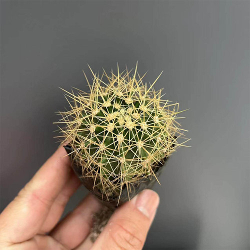 Schwarz's Barrel Cactus | Ferocactus schwarzii – Beginner-Friendly Succulent for Indoor & Xeriscape Gardens