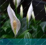 Rare White Anthurium Indoor Potted Hydroponic Flowers Plant Anthurium Andraeanum