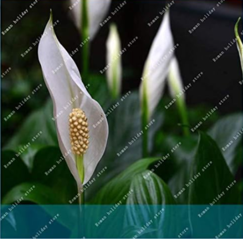 Rare White Anthurium Indoor Potted Hydroponic Flowers Plant Anthurium Andraeanum