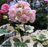 Rare Geranium Seeds Zonal Geranium Perennial Flower (Color: 15)