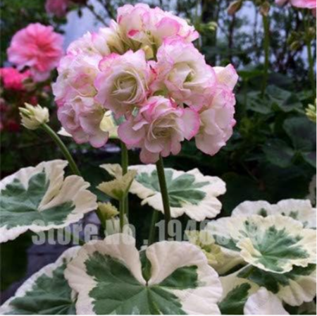 Rare Geranium Seeds Zonal Geranium Perennial Flower (Color: 15)