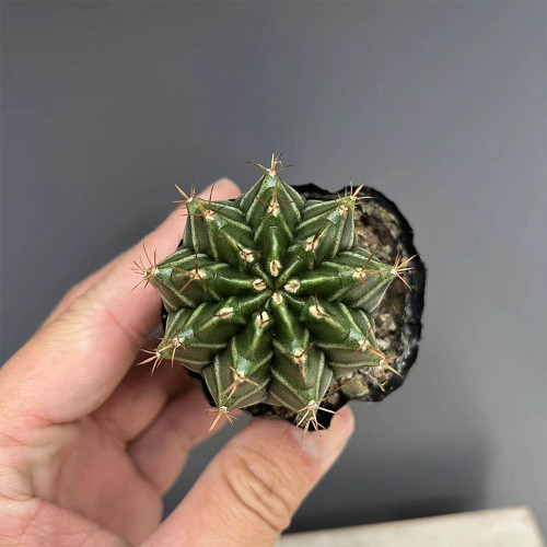 Gymnocalycium mihanovichii var. filadelfiense | Rare Natural Cactus Variety, Compact Succulent for Beginner