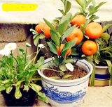 Orange Seed Cold-Hardy - Sweet Mandarin Orange Tree (Citrus Reticulata)