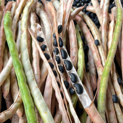 Black Cowpea Seeds - Nutrient-Rich, Easy-to-Grow Heirloom Variety for Sustainable Gardening