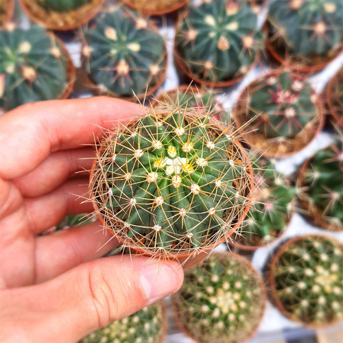 Schwarz's Barrel Cactus | Ferocactus schwarzii – Beginner-Friendly Succulent for Indoor & Xeriscape Gardens