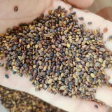 Bush Clover Seeds - Drought-Tolerant, Easy-to-Grow, Fast-Growing Landscape Shrub with Purple-Red Flowers
