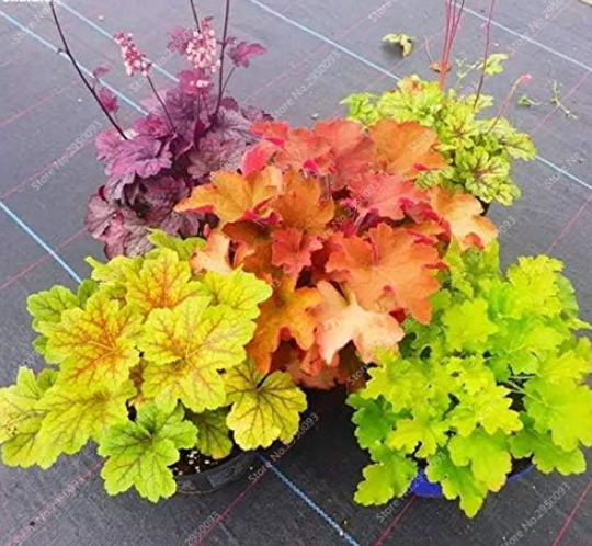 Colorful Heuchera Seeds Potted Coral Bell Flower Plants Beautiful Green Plant