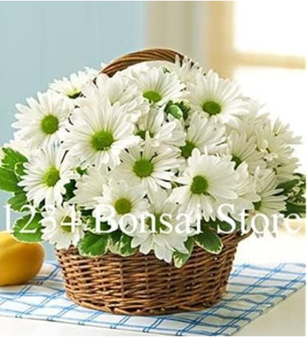 Gerbera Daisy Hybrids Mix Flower Plantas Seeds  Easy to Grow Seedling for Home & Garden Easy to Grow - (Color: 16)
