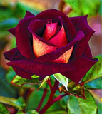Climbing Roses Plants Chinese Flower Plants Perennial Garden Seeds (Color: 12)
