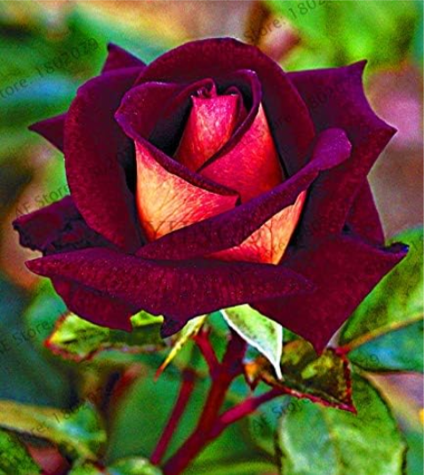Climbing Roses Plants Chinese Flower Plants Perennial Garden Seeds (Color: 12)