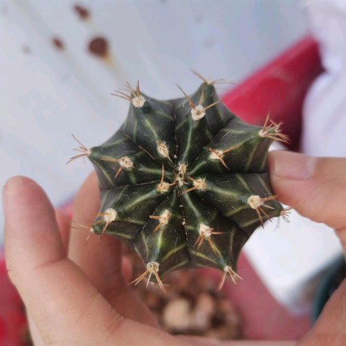 Gymnocalycium mihanovichii var. filadelfiense | Rare Natural Cactus Variety, Compact Succulent for Beginner