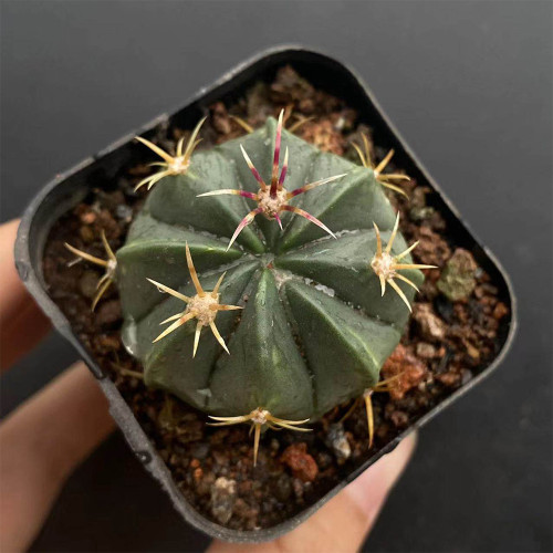 Ferocactus Macrodiscus Cactus for Sale | Rare Cactus, Compact Barrel Succulent, Low-Water Indoor & Outdoor Plant