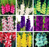 Rare Striped Gladiolus Sword Lily Seeds Garden Plant Flowers (Color: 12)