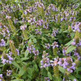 Large-Flowered Selfheal Seeds - Mixed Varieties, Easy to Grow, Long Blooming, Ideal for Flower Beds and Container Planting