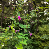 Bush Clover Seeds - Drought-Tolerant, Easy-to-Grow, Fast-Growing Landscape Shrub with Purple-Red Flowers