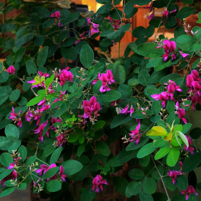Bush Clover Seeds - Drought-Tolerant, Easy-to-Grow, Fast-Growing Landscape Shrub with Purple-Red Flowers