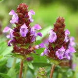 Large-Flowered Selfheal Seeds - Mixed Varieties, Easy to Grow, Long Blooming, Ideal for Flower Beds and Container Planting