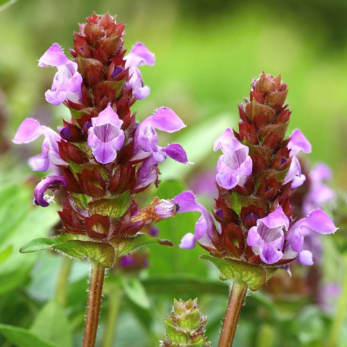 Large-Flowered Selfheal Seeds - Mixed Varieties, Easy to Grow, Long Blooming, Ideal for Flower Beds and Container Planting