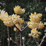 Oriental Paperbush Seeds - Easy to Grow, Low Maintenance, Ideal for Gardens, Pots, or Landscape Decoration