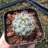 Cochemiea schumannii - Schumann's Cactus | Compact Globe Cactus, Beginner-Friendly & Low Water