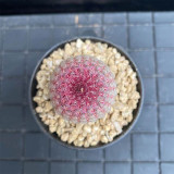 Echinocereus rigidissimus subsp. rubispinus | Rainbow Hedgehog Cactus - Beginner-Friendly Indoor Succulent Plant