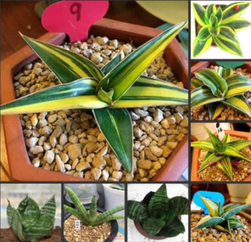 Fresh Real Sansevieria trifasciata Prain semillas Seeds - (Color: 5)
