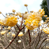 Oriental Paperbush Seeds - Easy to Grow, Low Maintenance, Ideal for Gardens, Pots, or Landscape Decoration
