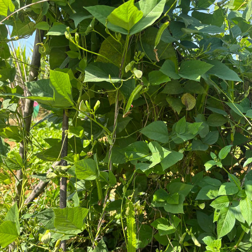 Winged Bean Seeds - Easy to Grow, High Yield, Highly Adaptable, Perfect for All Gardeners