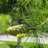 Huashan Pine Seeds - Cold-Hardy, Fast-Growing Conifer with Timber and Ecological Value