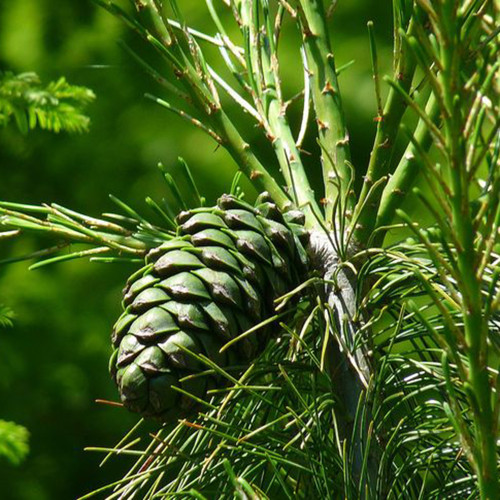 Huashan Pine Seeds - Cold-Hardy, Fast-Growing Conifer with Timber and Ecological Value