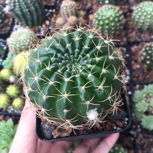 Lobivia Cactus for Sale | Golden Spine Globe Cactus, Easy-Care Flowering Succulent