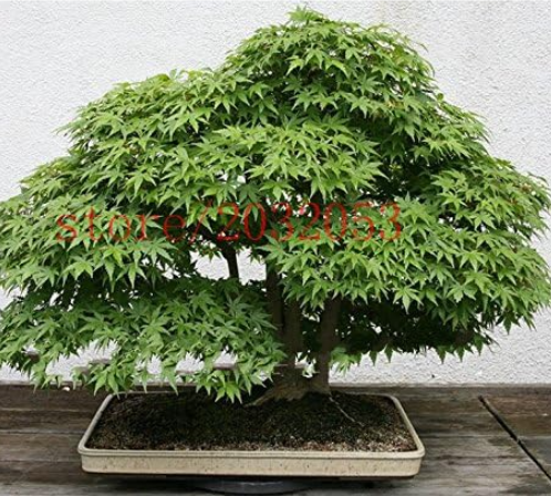 Japanese Maple Tree Seeds for Home Garden