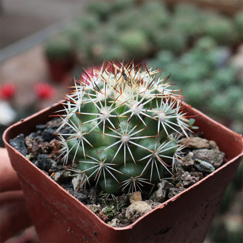 Cochemiea schumannii - Schumann's Cactus | Compact Globe Cactus, Beginner-Friendly & Low Water