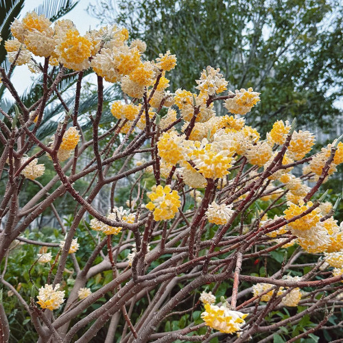 Oriental Paperbush Seeds - Easy to Grow, Low Maintenance, Ideal for Gardens, Pots, or Landscape Decoration