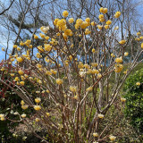 Oriental Paperbush Seeds - Easy to Grow, Low Maintenance, Ideal for Gardens, Pots, or Landscape Decoration