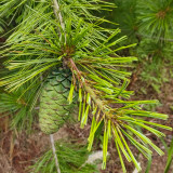 Huashan Pine Seeds - Cold-Hardy, Fast-Growing Conifer with Timber and Ecological Value