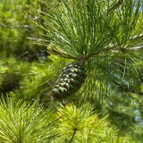 Huashan Pine Seeds - Cold-Hardy, Fast-Growing Conifer with Timber and Ecological Value