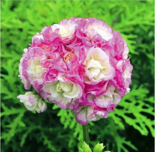 Geranium Seeds Bonsai Apple Blossom Rosebud Pelargonium Hortorum (Color: 11)