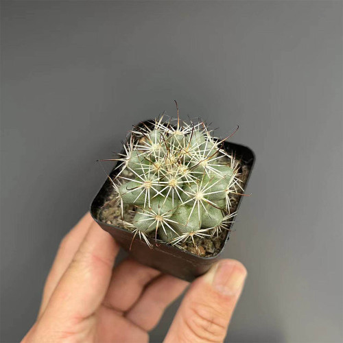 Cochemiea schumannii - Schumann's Cactus | Compact Globe Cactus, Beginner-Friendly & Low Water