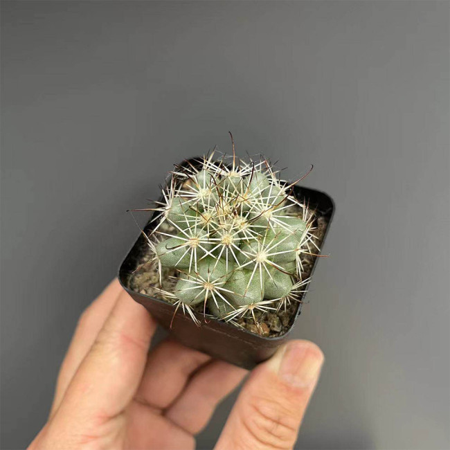 Cochemiea schumannii - Schumann's Cactus | Compact Globe Cactus, Beginner-Friendly & Low Water