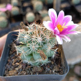 Cochemiea schumannii - Schumann's Cactus | Compact Globe Cactus, Beginner-Friendly & Low Water