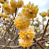 Oriental Paperbush Seeds - Easy to Grow, Low Maintenance, Ideal for Gardens, Pots, or Landscape Decoration